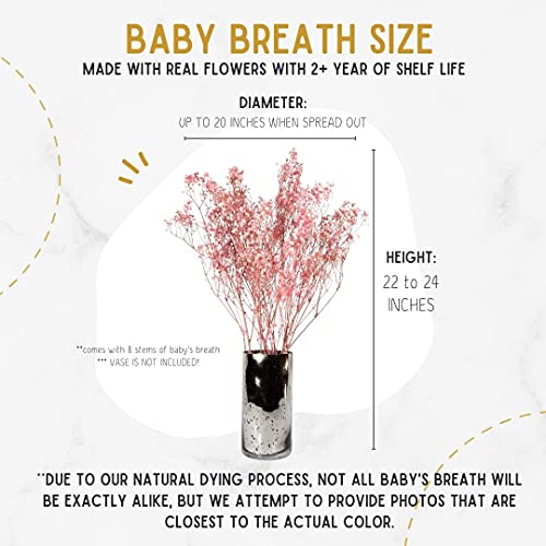 Ever Blossom Baby's Breath Gypsophilia Real Dried Flowers Long Lasting