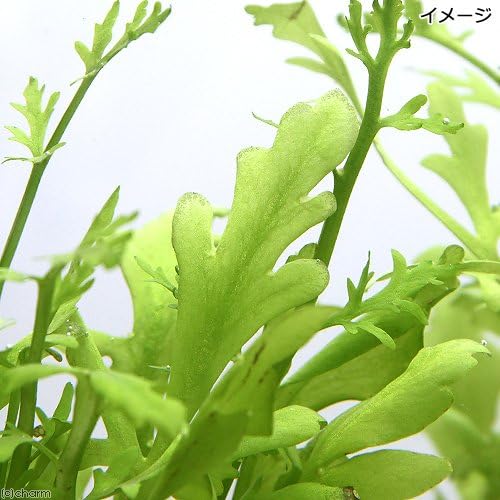 Amazon 水草 ウォータースプライト 水上葉 穴あき溶岩石付 無農薬 １個 北海道航空便要保温 Charm チャーム 生体水草 通販