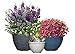 Classic Home and Garden Bellina Planter, 12