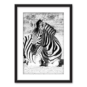 Framed A Zebra in Black White Black Picture...