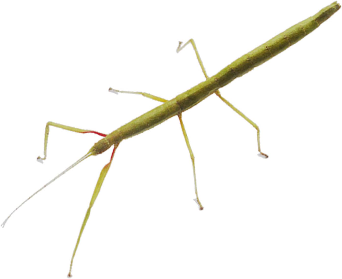 Indian Stick Insect Starter Kit (Delivered with Voucher for Live