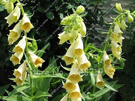 Amazon ジギタリスの花の種苗木苗木秋の季節花の種類鉢植えの植物100種子 花