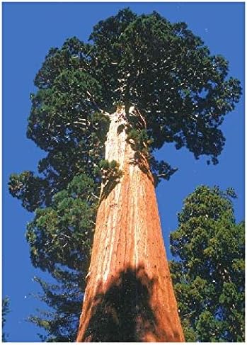Tropica - 50 Seeds Giant Redwood / Sequoia (Sequoiadendron Gigantea)