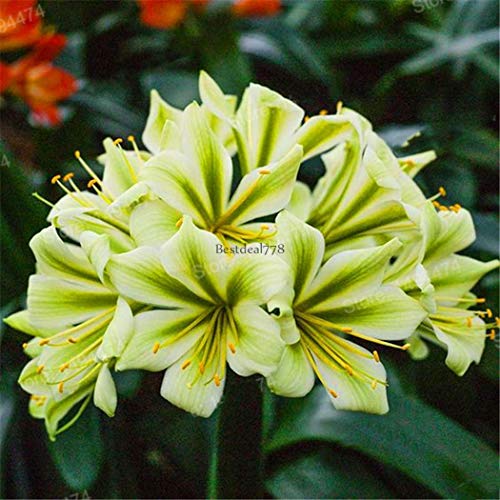 Portal Cool Fennel Bulb Foeniculum Vulgare 520 Seeds Frescas
