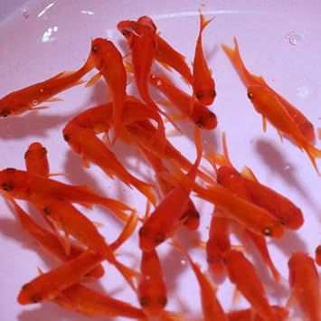 Amazon 生体 金魚 小赤 餌金 10匹 エサ用金魚 エサ用 鑑賞用 Emuwai Emuwai 観賞魚 水中生物 通販