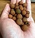 2LB Hydrokorrels Hydroponic Expanded Clay Grow Rocks