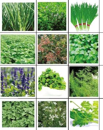 golden autumn farm - Organic Non-GMO Culinary Herb Set - 12 Popular Easy-to-Grow Herb Seeds