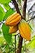 Organic Cocoa Powder, Wild Dark Chocolate Powder, Handcrafted, Single-Origin, Fair Trade, Organic, Non-Alkalized Chocolate from Peruvian Heirloom Cacao beans (4 ounce)