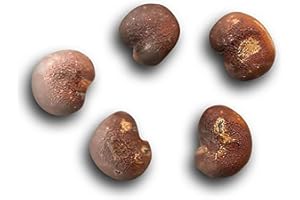 10 African Baobab Seeds - 10 Seeds (Adansonia digitata) - Pack of 10 Rare and Viable Seeds - QO Seeds