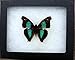 Framed Sparkling Cherub Butterfly Riker Mount (5