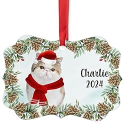 White Calico Exotic Shorthair Cat Christmas