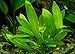 Echinodorus Bleheri | Amazon Sword Paniculatus Potted Live Aquarium Plants for Aquatic Freshwater Fish Tank by Greenpro