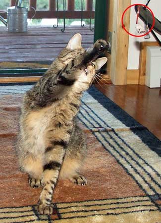 Go Cat Refill - Cat Catcher Mouse Toy Accessory