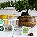 Ashbrook Outdoors Bonsai Starter Kit to Grow 8 Colorful Bonzai Trees - Complete Gardening Set