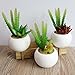 Khalee Mixed Artificial Succulent Plants Fake Succulents, (12 Different PCS, Random)