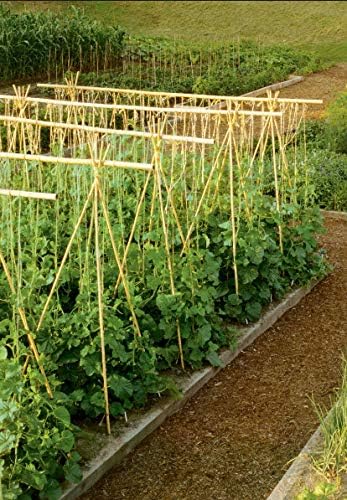 pic Bamboo Sticks For Plant Support India hydrofarm hgbb6 6 natural pack of 25 bamboo stake tan