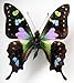 FRAMED REAL BEAUTIFUL GRAPHIUM WEISKEI BUTTERFLY DISPLAY INSECT TAXIDERMY