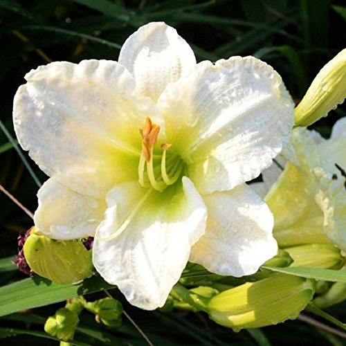 White Daylily Gentle Sheperd - 1 Healthy Bare Root Hemerocallis Plant - 2/3 fans - Ships from USA White Daylily Gentle Sheperd - 1 Healthy Bare Root Hemerocallis Plant - 2/3 fans - Ships from USA