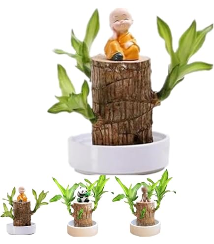 dracaena kristi Dracaena Kristi | Care Guide and Pro Tips - Delivery from Toronto across  Canada