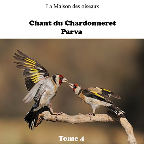 chant chardonneret kadous mp3 chant chardonneret kadous mp3