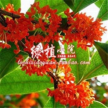 Amazon Co Jp 種子パッケージ 8 キンモクセイ花の種苗鉢植えの植物の種子のきんもくせい辰砂桂フラグランス10種 ホーム キッチン