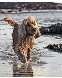 Image de The Spirit of the Dog: An Illustrated History
