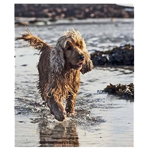 The Spirit of the Dog: An Illustrated History