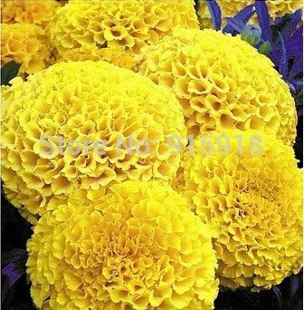 Amazon Co Jp Seeds Plat会社 盆栽の花seeds1オリジナルパック 40種 パック イエローアフリカンマリーゴールドフレンチ マリーゴールドマリーゴールドエレクタの花の種 ホーム キッチン