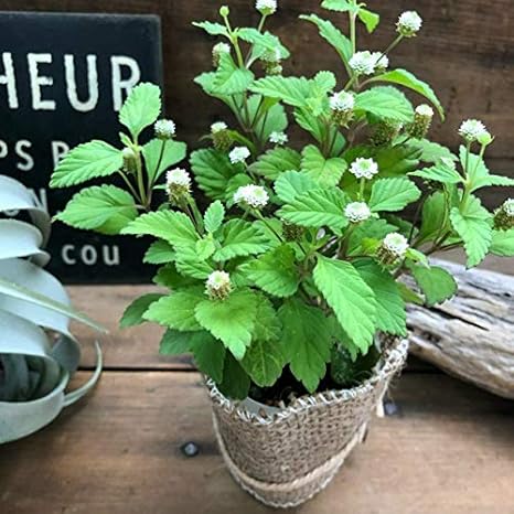 Amazon 観葉植物 リッピア メキシカンスイートハーブ ガーデニング オシャレ かわいい 観葉植物 オンライン通販
