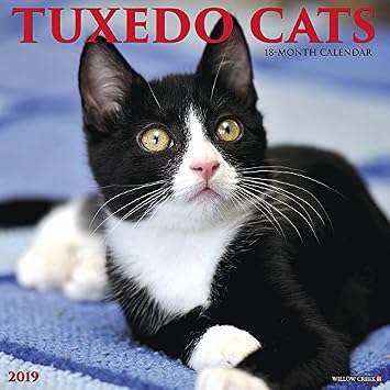 Just Tuxedo Cats 2019 Calendar Amazon In Willow Creek Press Books