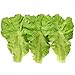 Hagao Fake Lettuce Leaves Artificial Vegetables Lettuces Simulation Plastic Lifelike for House Kitchen Party Pub Decoration Cabinet Ornament 3 pcs