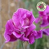 Sweet Pea - Eclipse - 25 Seeds
