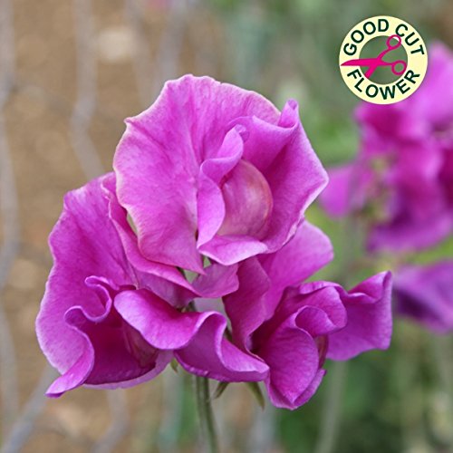 Sweet Pea - Eclipse - 25 Seeds Sweet Pea - Eclipse - 25 Seeds