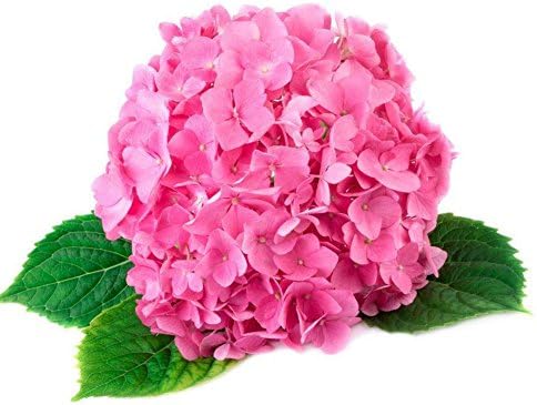 Hydrangea Macrophylla Flower Seeds Garden Plant Bonsai White Pink Red Blue 50 Pieces