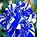 (Bsr200 New *Ambizu*) Flower Seeds 200pcs Seeds Blue Stripe Rose Rare Rose Rose Bush Blue White Dragon
