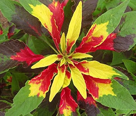 Creative Farmer Plant Seeds Home Garden Flowers Amaranthus Decorative Purple Red Yellow And Chocolate Brown Leaves Seeds For Gardening Seeds Kitchen Garden Seeds Pack Amazon In Garden Outdoors