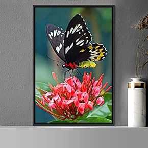 signwin Framed Canvas Wall Art Butterfly Expressive Farmhouse/Country...