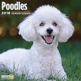 Poodles 2018 16 Month Wall Calendar 12 x 12 inches Bright Day Calendars Publishing