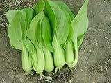 Organic Heirloom 1000 Seeds Garden Chinese Cabbage Pak Choi Vegetable Plant Bulk Fresh Seeds F32