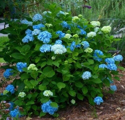 Nikko Blue Hydrangea Macrophylla Bigleaf A Top Seller 4" Pot Deep Lavender Plant