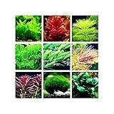 Taloyer Aquarium Plant Mix Seeds Water Grasses Random Aquatic Plant Grass Indoor Fish