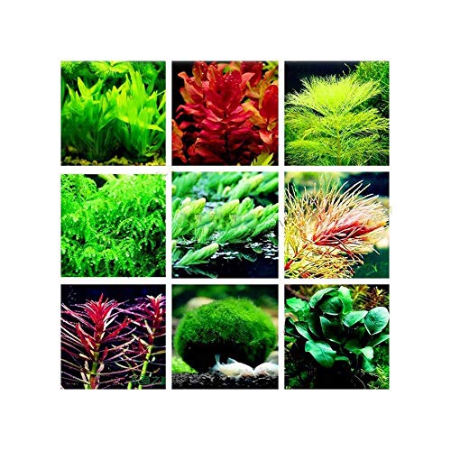 Taloyer Aquarium Plant Mix Seeds Water Grasses Random Aquatic Plant Grass Indoor Fish Taloyer Aquarium Plant Mix Seeds Water Grasses Random Aquatic Plant Grass Indoor Fish