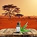 Shea Terra Organics African Aloe Topical Gel | Anti-Acne, Burns, Bites & Rashes Body Treatment – 4 oz
