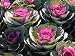 (AKACR)~"CRANE RED" FLOWERING KALE"~Seed!~~~~~~~~Wild!
