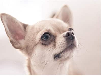 DHXXIAA DIY Perro Diamante Pintura 5D Animal Completo Diamante Cuadrado