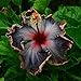 Atmeyol Seeds - 20 Pcs Black Rainbow Easy Plant Black Hibiscus Seeds Giant Flower Tropical Flowers