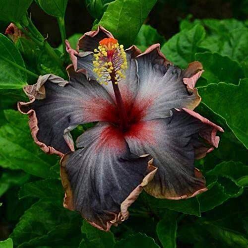 Atmeyol Seeds - 20 Pcs Black Rainbow Easy Plant Black Hibiscus Seeds Giant Flower Tropical Flowers