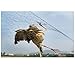 DGCUS Bird Netting Fruit Tree Protective Net Pests Block Poultry Aviary Pen 50'X50'