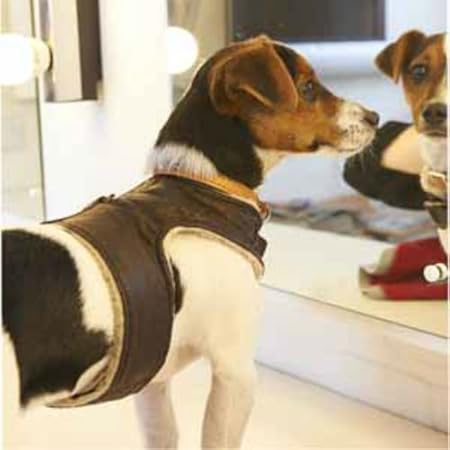 step in dog harness wag