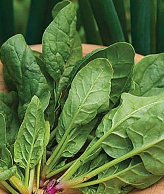 Yukio SEED CORNER - 100pcs Spinach High-yielding Heirloom Seeds, Organic Vegetable Seeds Exotic Hardy Perennial Garden